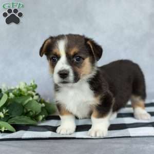 Kaylee, Pembroke Welsh Corgi Puppy